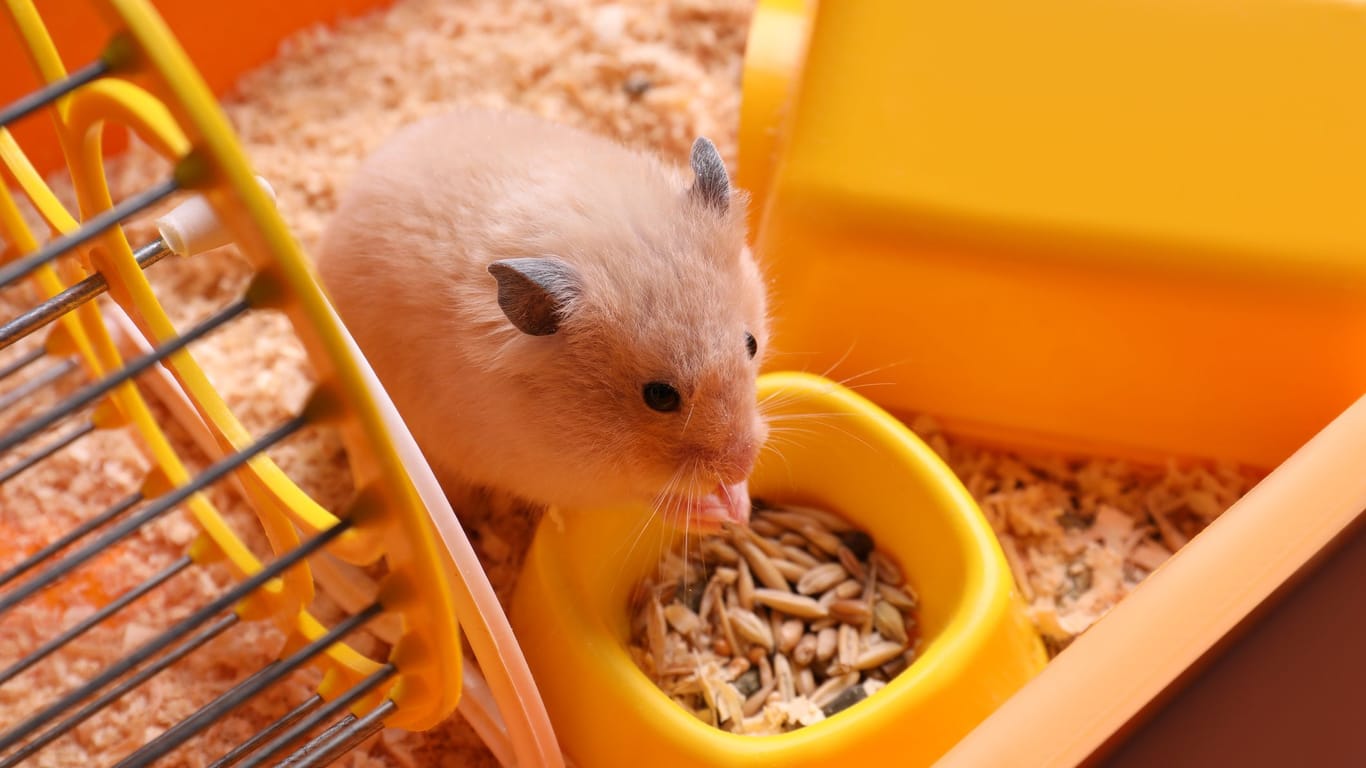 Hamsterfutter: Sorgen Sie für etwas Abwechslung beim Futter Ihres Haustiers.