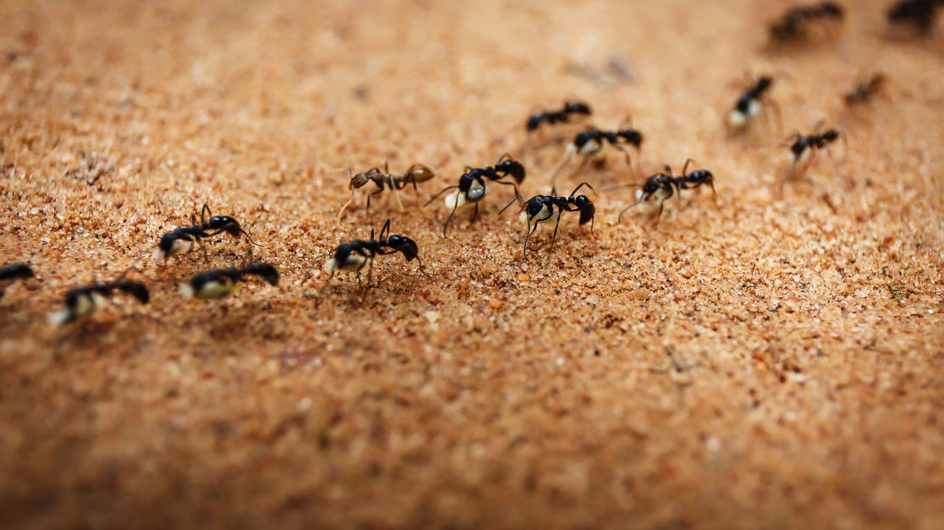 Arbeiterameisen unterwegs: Wegen der strengen Hierarchie und Aufgabentrennung innerhalb eines Ameisenvolkes werden die Kolonien auch als Ameisenstaat bezeichnet.