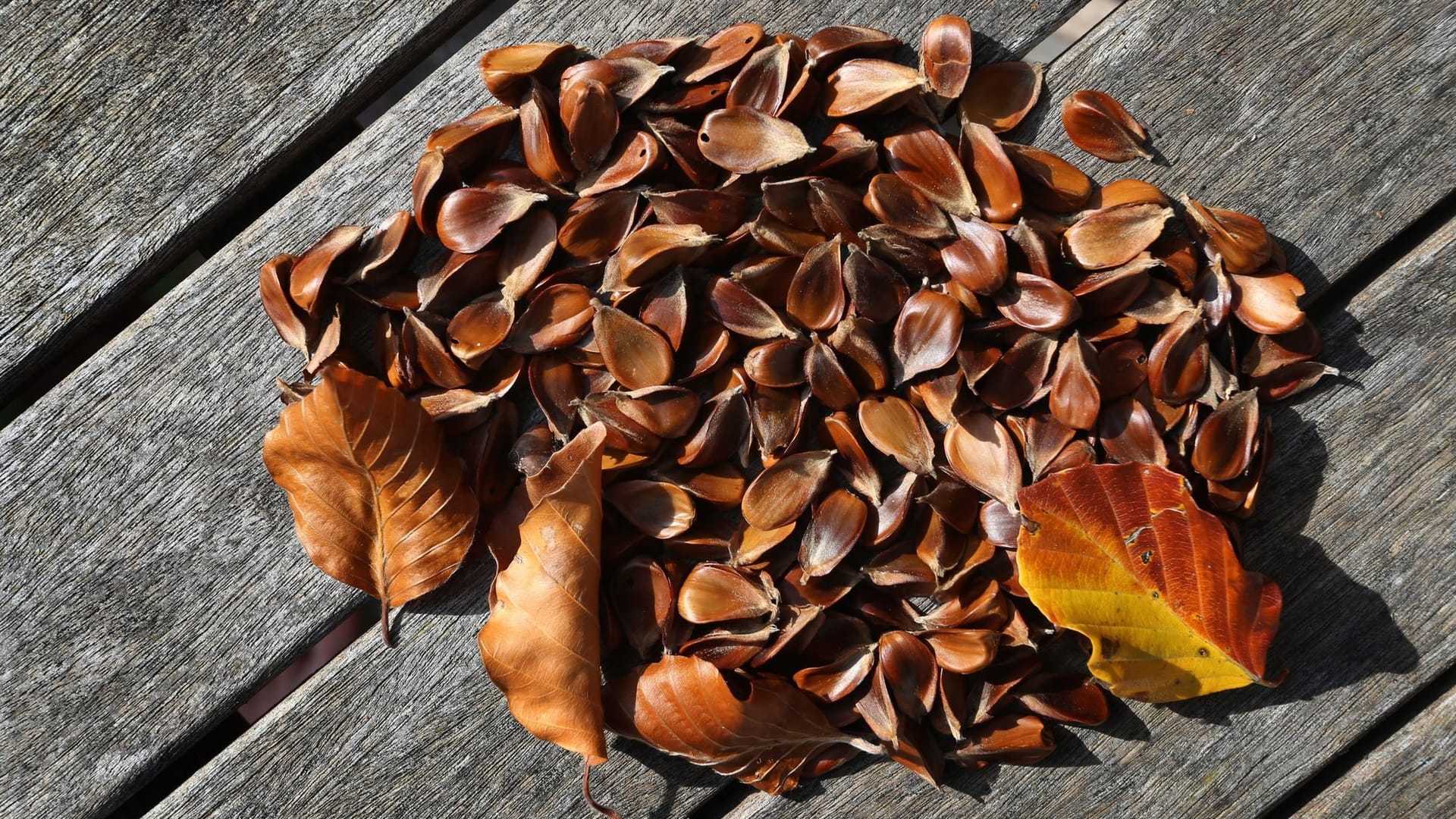 Bucheckern: Frisch sollten die Früchte der Buche aber nur in kleinen Mengen genossen werden.