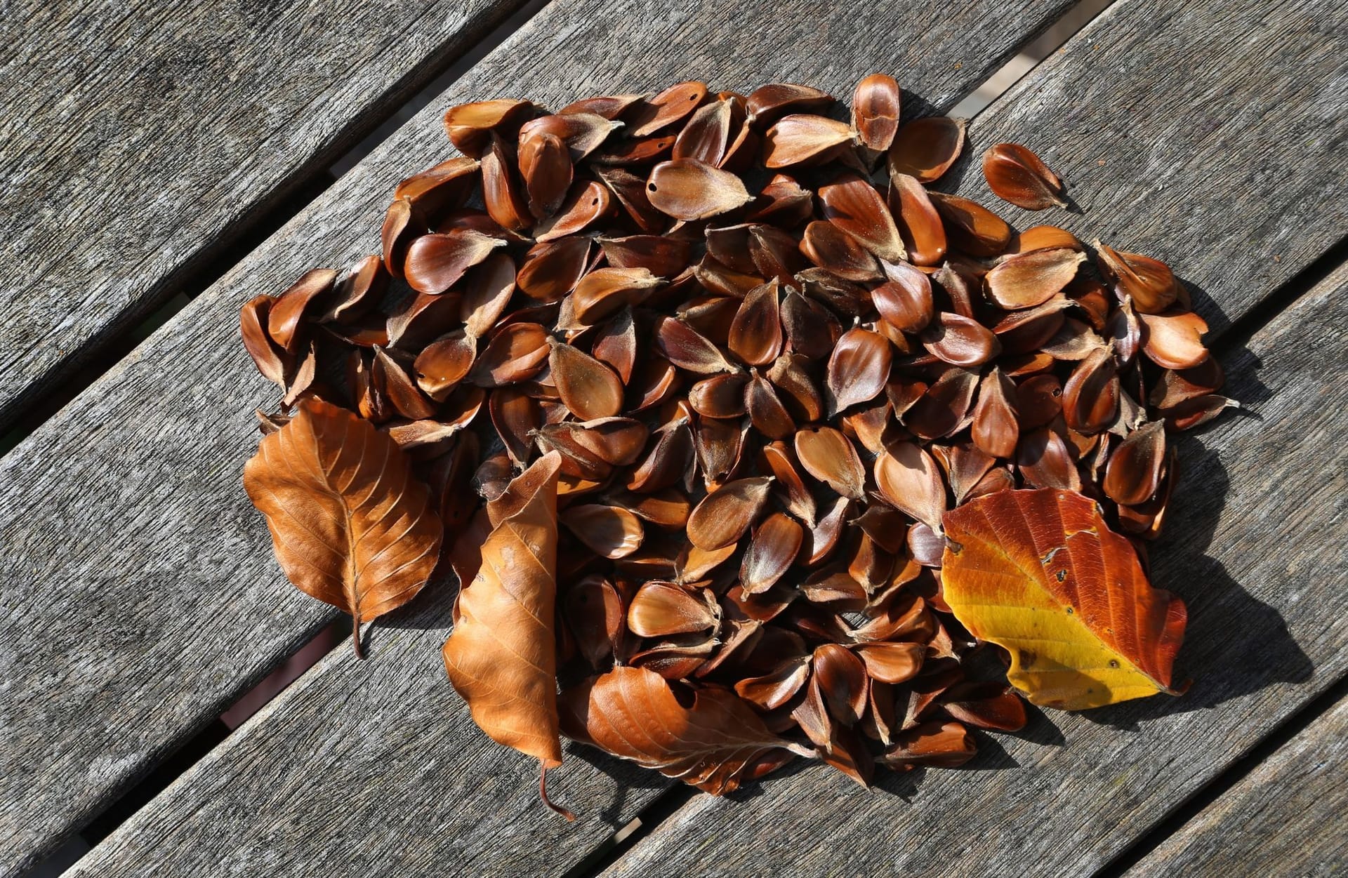 Bucheckern: Frisch sollten die Früchte der Buche aber nur in kleinen Mengen genossen werden.