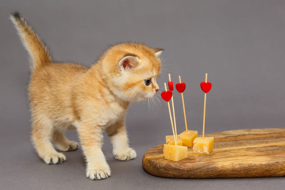 Käse als Katzenfutter: Viele Katzen sind laktoseintolerant.