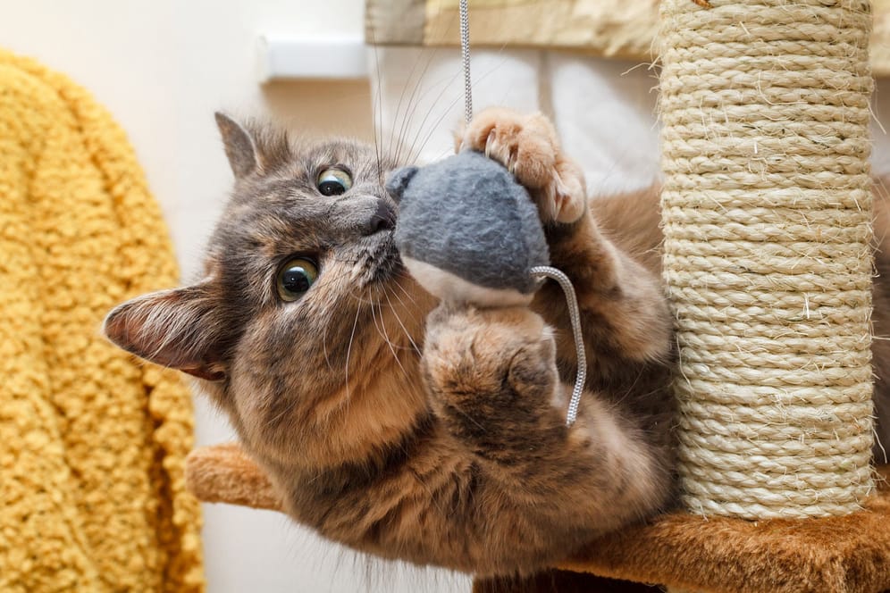 Das beste Katzenspielzeug sorgt für Bewegung und fördert die Intelligenz Ihres Vierbeiners.