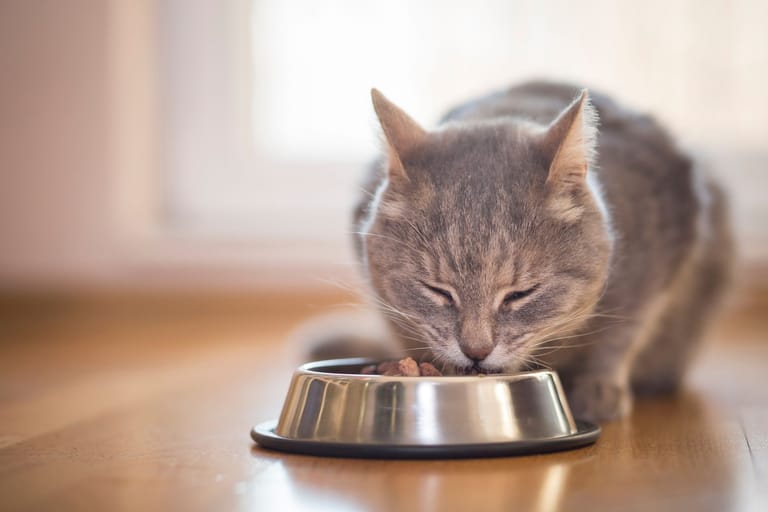 Katzenfutter: Eine ausgewogene und nährstoffreiche Ernährung ist in allen Lebensphasen einer Katze wichtig.