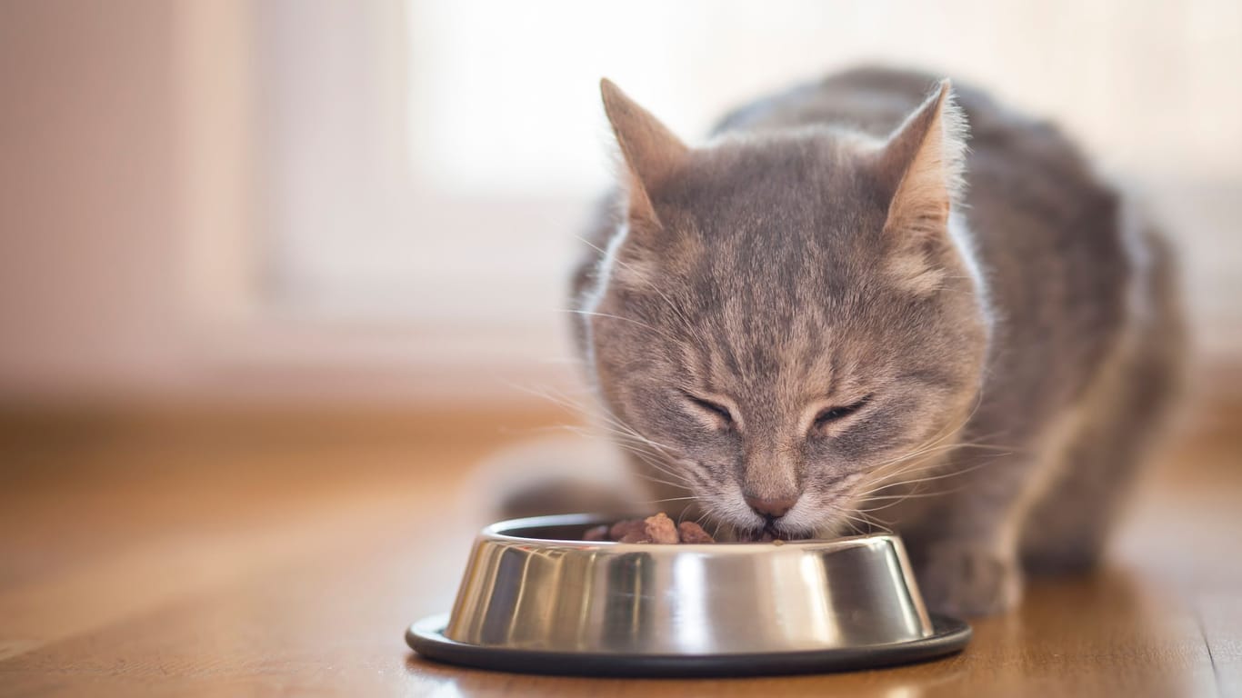 Katzenfutter: Eine ausgewogene und nährstoffreiche Ernährung ist in allen Lebensphasen einer Katze wichtig.