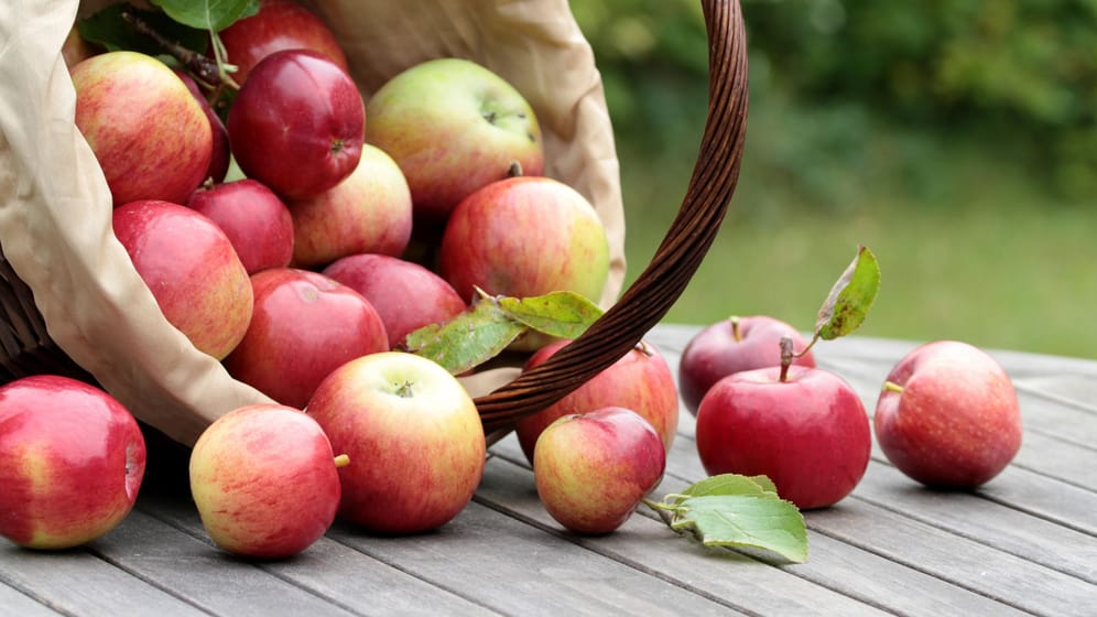 Erntezeit: An einigen Stellen können Sie Äpfel kostenlos pflücken.