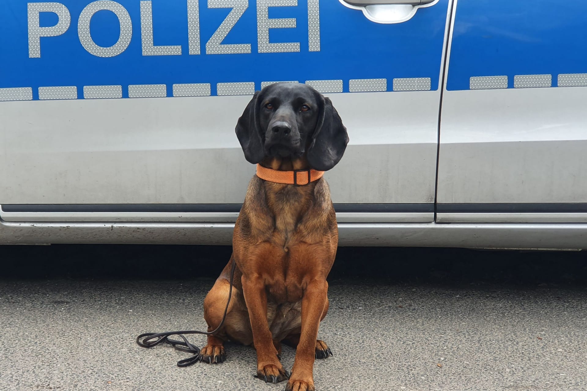 Polizeihund "Abby": Sie führte die Beamten zum mutmaßlichen Täter.