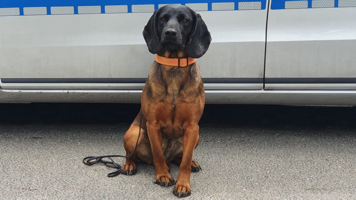 Hamburg Polizeihund Abby Schnappt Autoknacker Untersuchungshaft Für Serientäter 8087