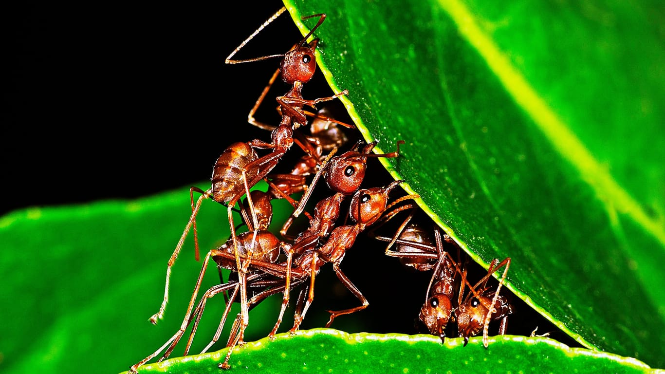 Ameisen beim Nestbau: Laut einer neuen Schätzung kommen auf jeden Menschen in etwa 2,5 Millionen Ameisen.