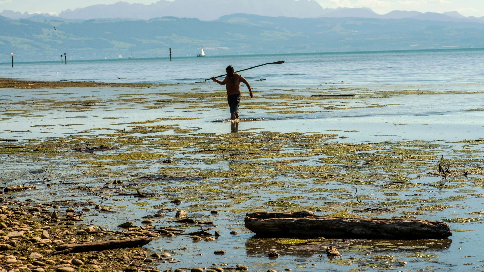 Der Bodensee bei Langenargen (Archivbild): Ein Mann hat Dutzende tote Fische gefunden.