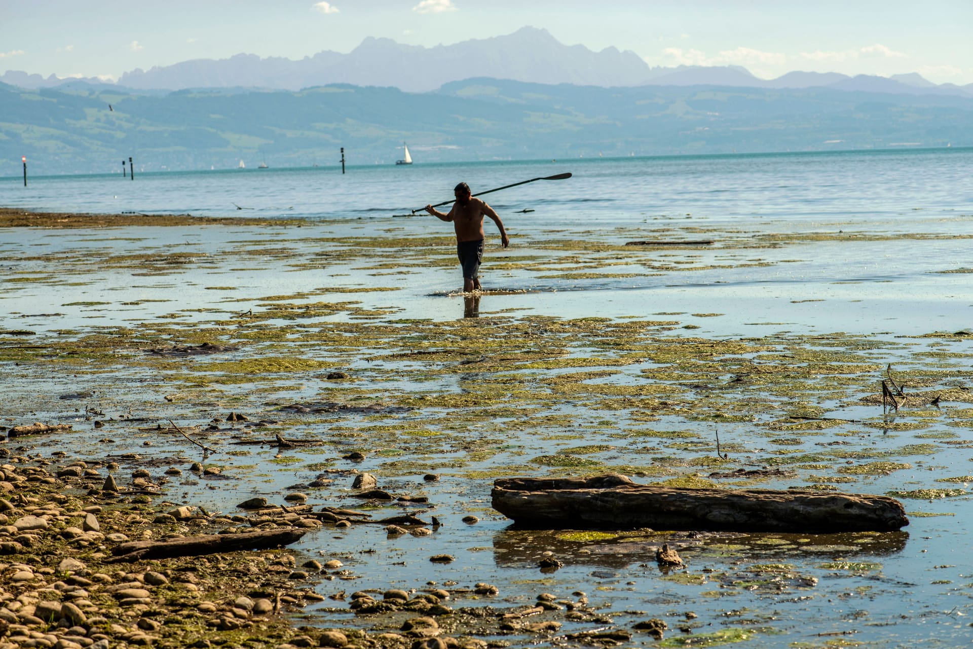 Der Bodensee bei Langenargen (Archivbild): Ein Mann hat Dutzende tote Fische gefunden.