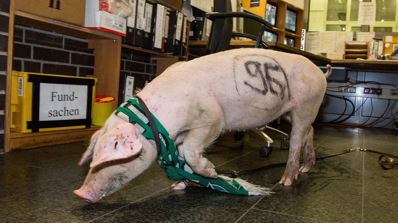 Ein bemaltes Schwein mit einem Fan-Schal von Hannover 96 streift am 07.11.2013 durch eine Polizeiwache in Hannover (Niedersachsen).