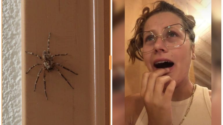 Links die mutmaßliche Nosferatu-Spinne auf dem Türrahmen, rechts die verängstigte Sina-Marie Mayer: In ihrem Tiktok-Video zeigt sich sich authentisch verängstigt.