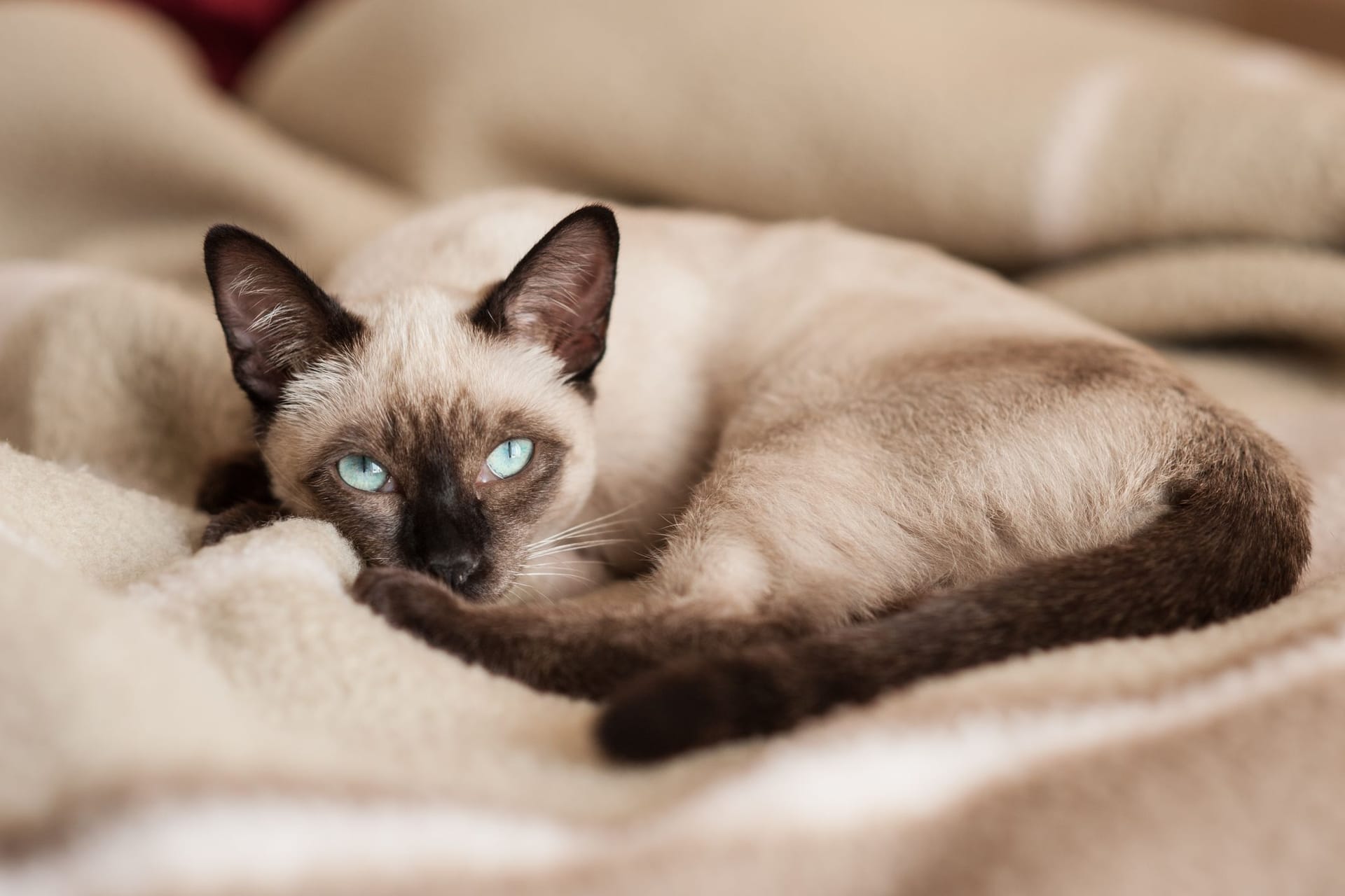 Siamkatzen sind nicht nur besonders schöne Katzen, sondern auch sehr intelligent.