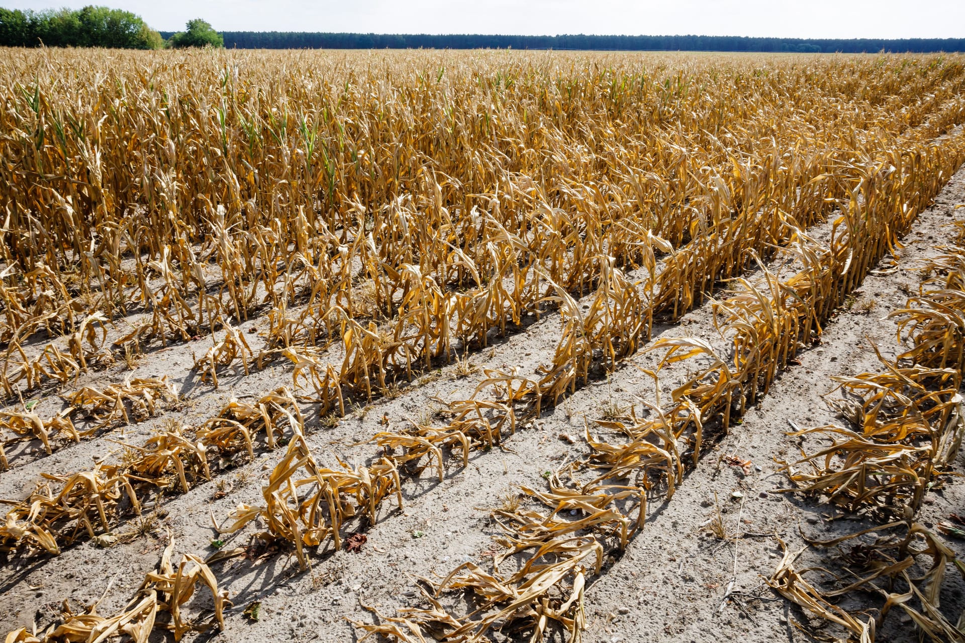 Ausgetrocknetes Feld in Jessen, Sachsen-Anhalt: Die Auswirkungen des Klimawandels sind schon jetzt deutlich spürbar.