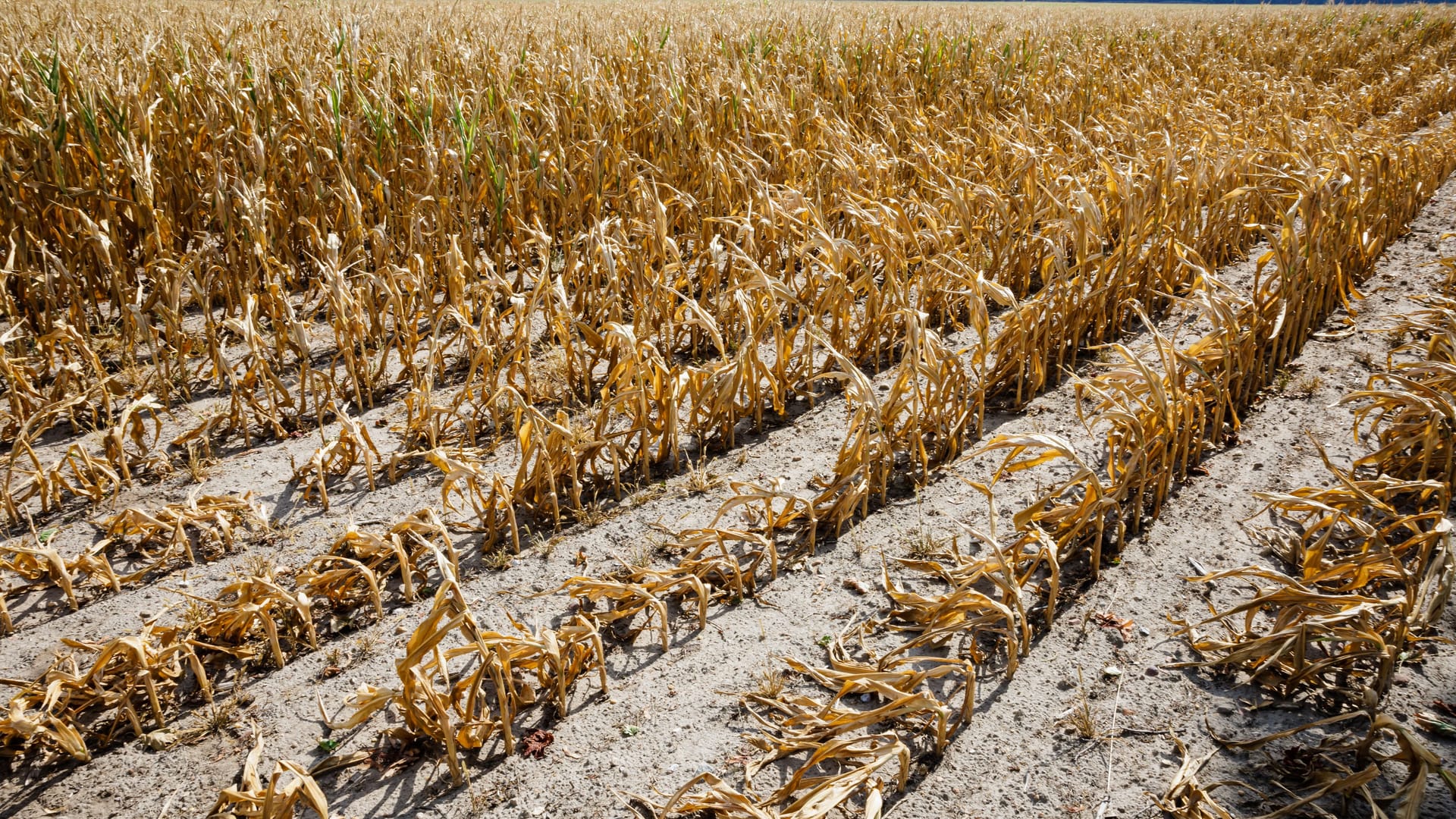 Ausgetrocknetes Feld in Jessen, Sachsen-Anhalt: Die Auswirkungen des Klimawandels sind schon jetzt deutlich spürbar.