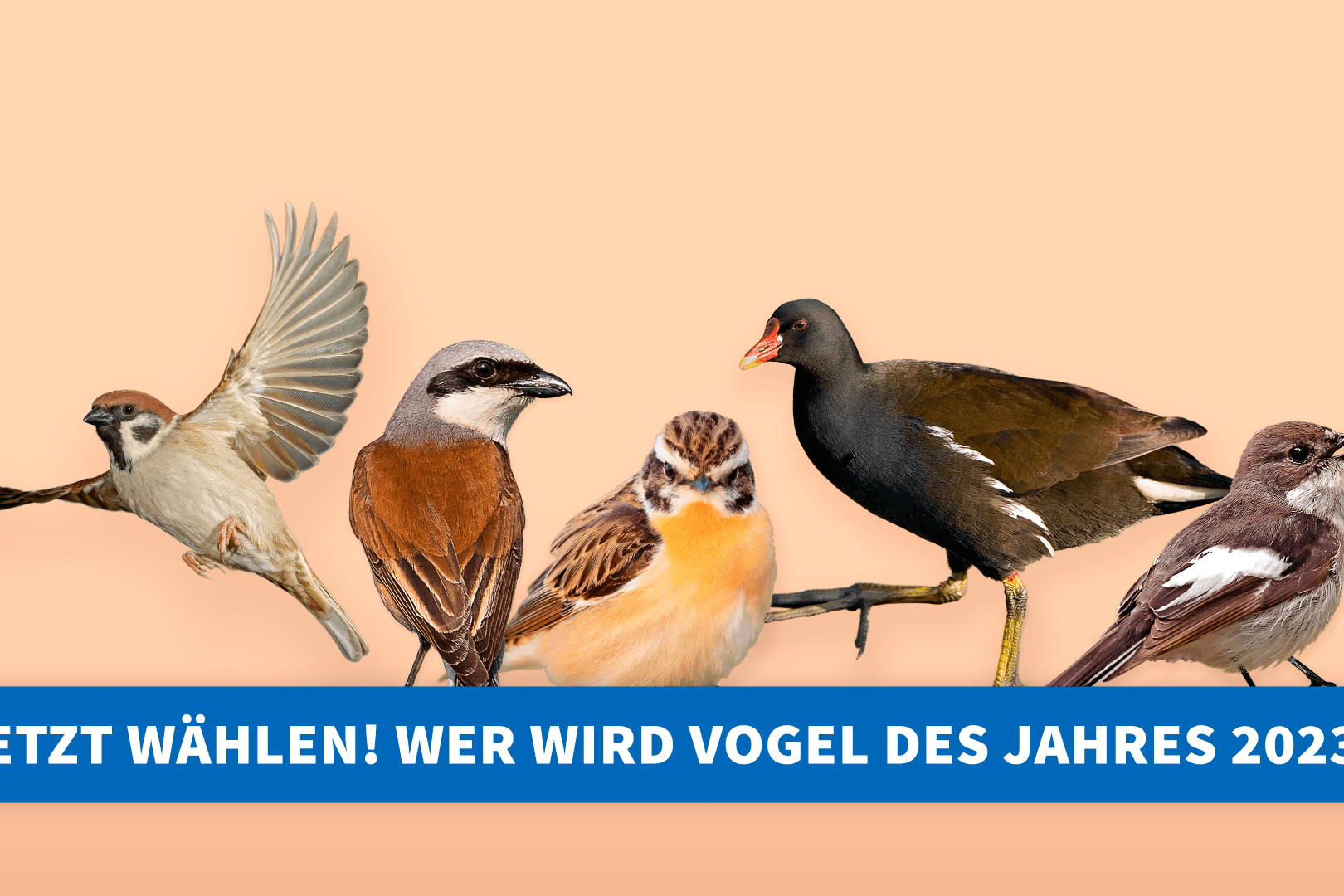 Wahl zum Vogel des Jahres 2023