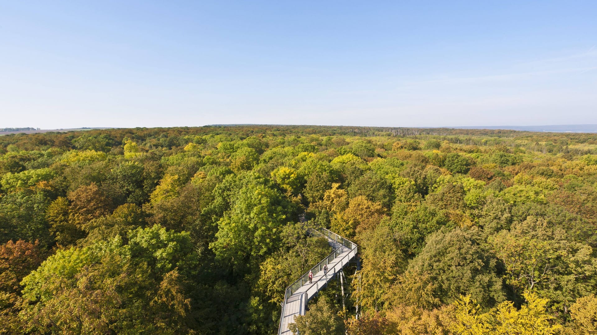 Wilde Natur: Der Nationalpark Hainich erinnert mit seiner Vielfalt an Baumarten und tierischen Bewohnern an einen Urwald.