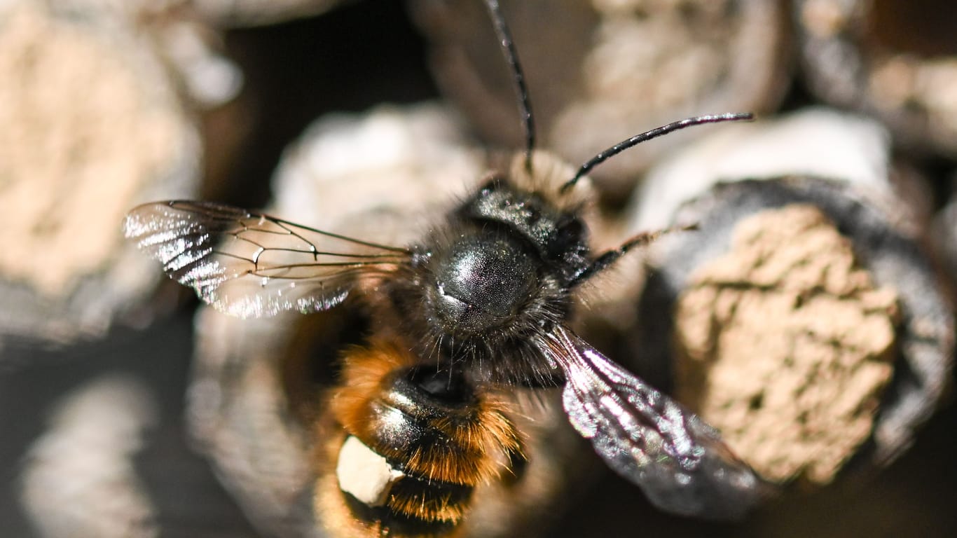 Insekten retten: Der Rostroten Mauerbiene kann man mit Trockenmauern, Totholz und lockerem Gestein ein Zuhause bieten.