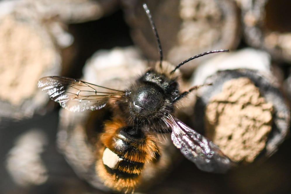 Insekten retten: Der Rostroten Mauerbiene kann man mit Trockenmauern, Totholz und lockerem Gestein ein Zuhause bieten.