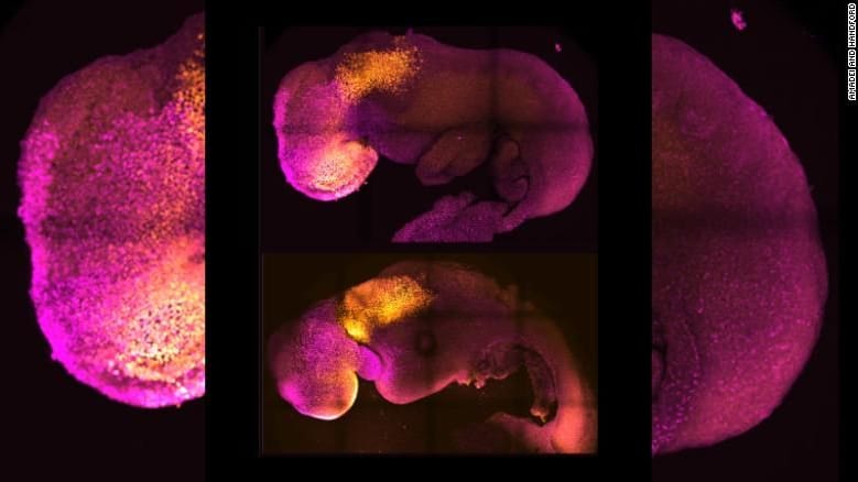 Mäuseembryo: Forscher konnten ihre Entwicklung bislang acht Tage lang untersuchen.