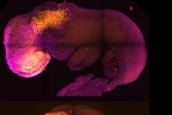 Mäuseembryo: Forscher konnten ihre Entwicklung bislang acht Tage lang untersuchen.