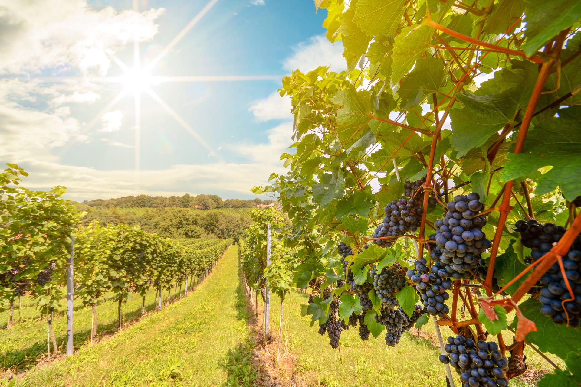 Weinberg: In vielen Regionen Deutschlands lohnt sich der Urlaub zur Weinlese besonders.