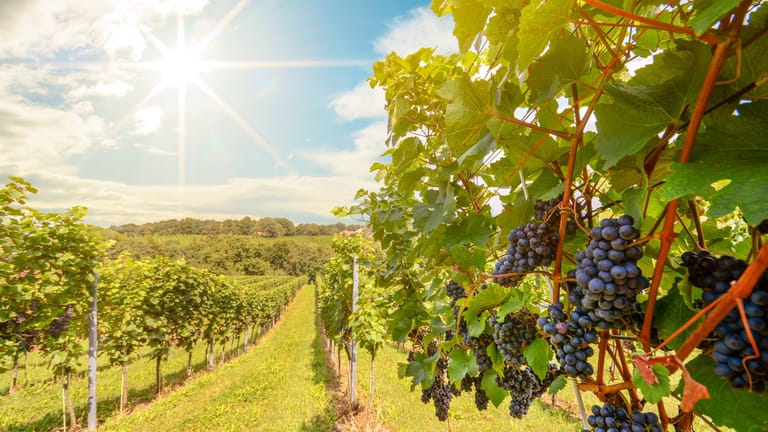 Weinberg: In vielen Regionen Deutschlands lohnt sich der Urlaub zur Weinlese besonders.