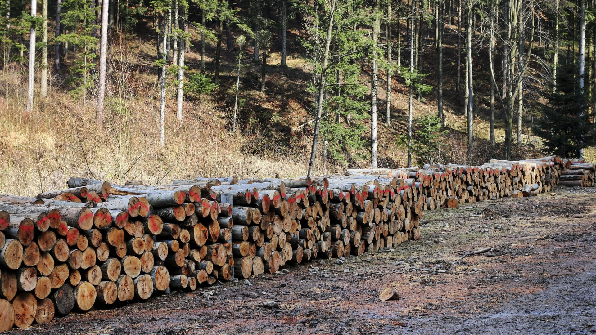 Zerstörung der Wälder: Der gestiegene Bedarf nach Brennholz stellt eine großer Gefahr für die Natur dar.