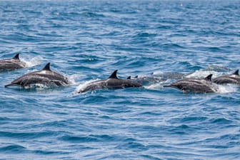 Soziale Tiere: Delfine leben in Gruppen zusammen, welche vorübergehend sogar aus 1.000 Tieren bestehen können.