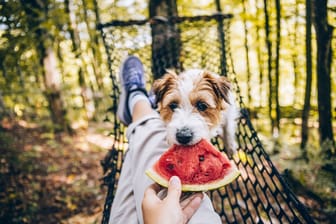 Fruchtige Erfrischung: Nachdem Schale und Kerne entfernt sind, ist der Verzehr von Wassermelone für Hunde ungefährlich.