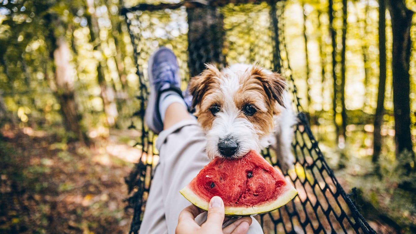 Fruchtige Erfrischung: Nachdem Schale und Kerne entfernt sind, ist der Verzehr von Wassermelone für Hunde ungefährlich.
