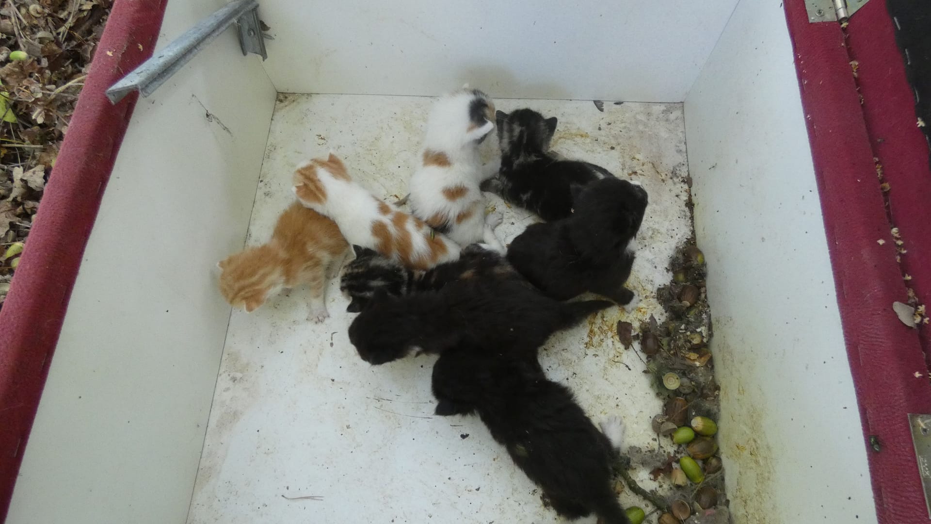 Die Katzenbabys sind etwa drei Wochen alt.