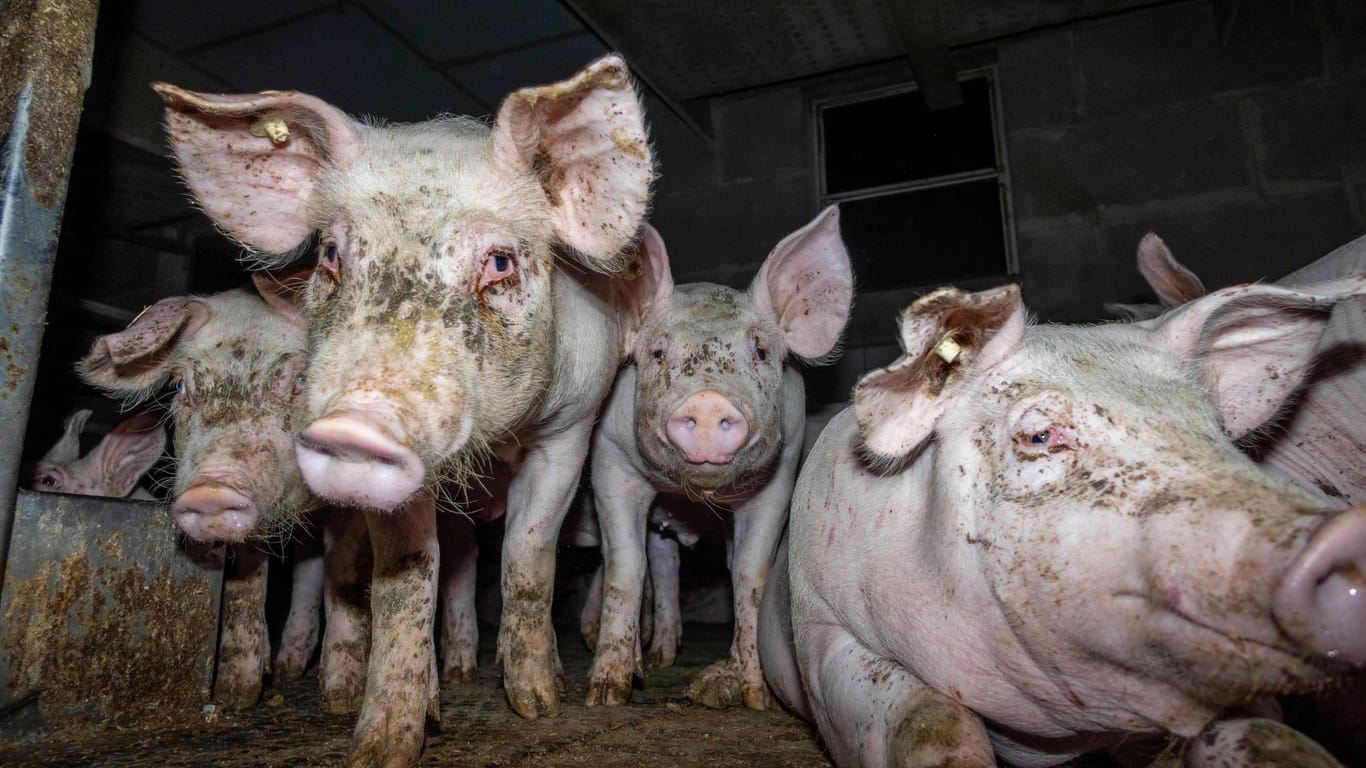 Kranke und misshandelte Schweine: Die Verstöße seien "systemimmanent", sagen Tierschützer.
