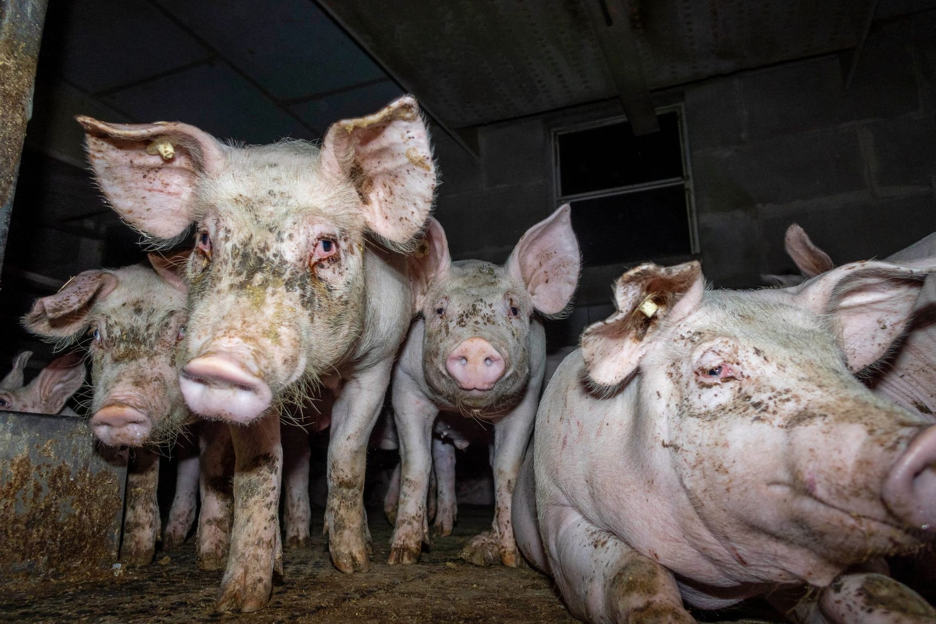 Kranke und misshandelte Schweine: Die Verstöße seien "systemimmanent", sagen Tierschützer.