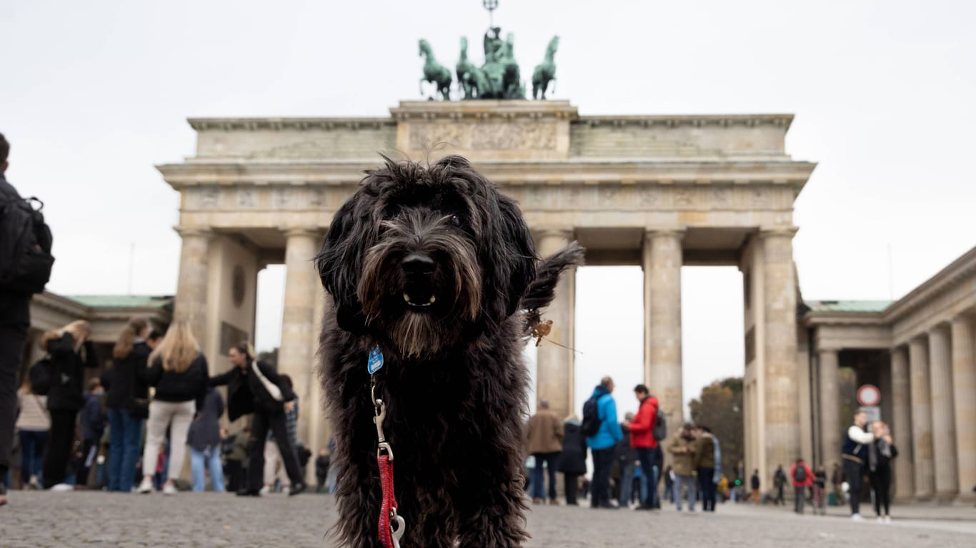 Mit Hund in Berlin: Unsere Hauptstadt punktet auf vielen Ebenen der Hundefreundlichkeit.
