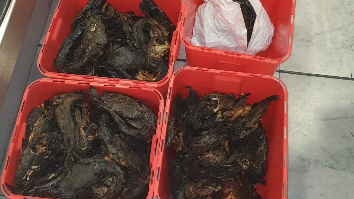 Mit den Schnecken warteten noch fast 30 Kilogramm Fisch und Räucherfleisch auf ihren Besitzer.