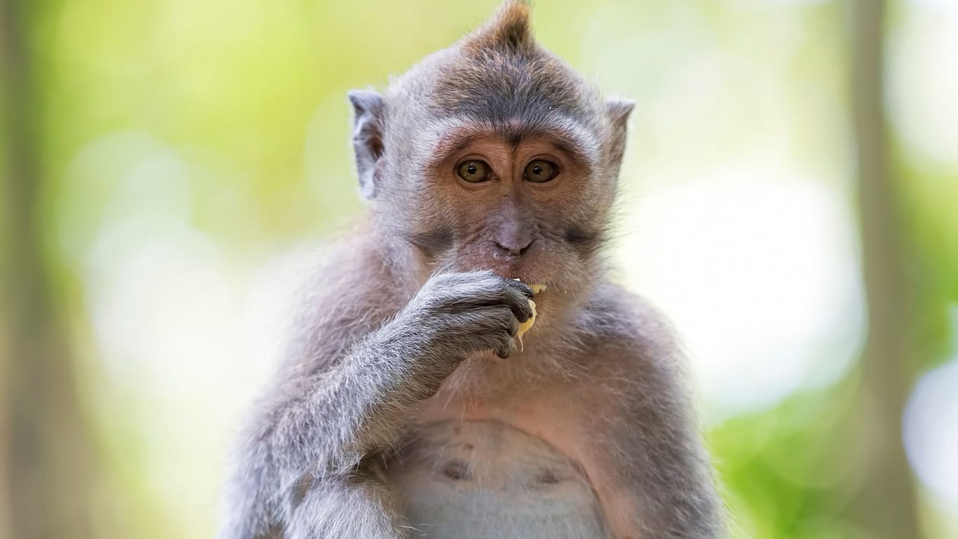 Ein Affe der Makaken-Gattung: In einer Population auf Bali haben Forscher entdeckt, dass die Affen Steine als Sexspielzeug zu nutzen scheinen.