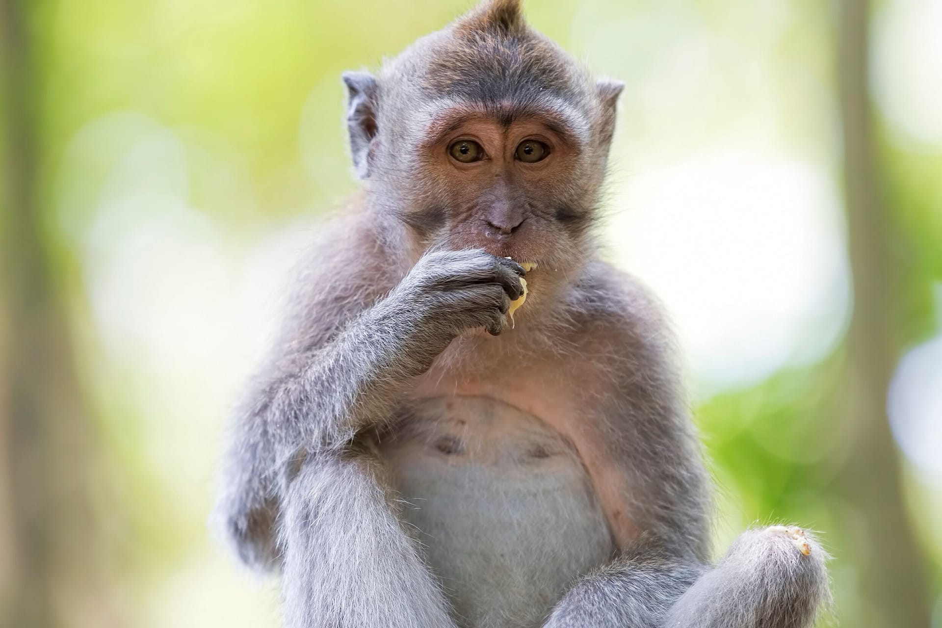 Ein Affe der Makaken-Gattung: In einer Population auf Bali haben Forscher entdeckt, dass die Affen Steine als Sexspielzeug zu nutzen scheinen.