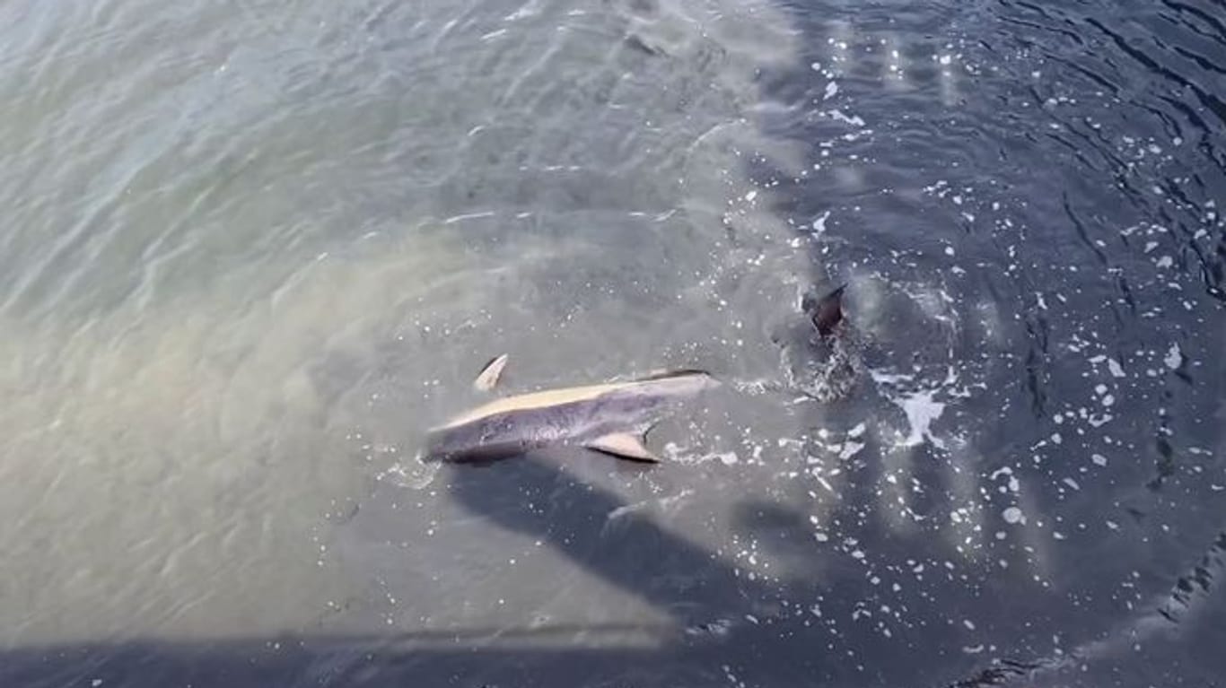 Zweites Foto des Tieres: Die Mitarbeiter der Schutzstation vermuten, dass der Delfin den Lärm vom Kai nicht mehr ertragen hat.