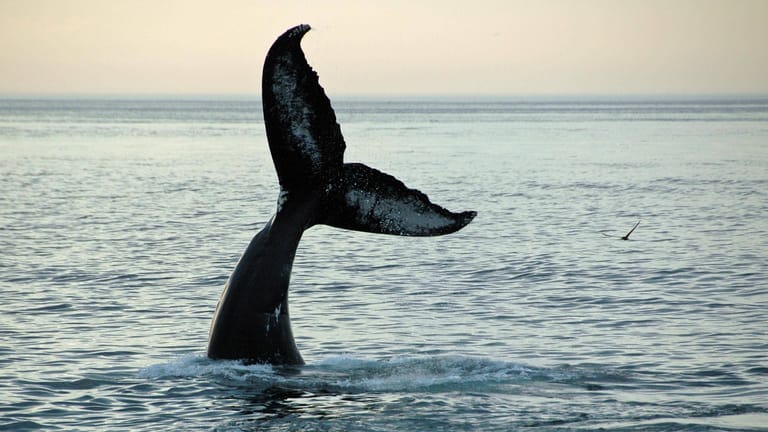 Ein Buckelwal auf Tauchgang: Neben den Meeressäugern leben geschätzt noch mehr als 2 Millionen weitere Tierarten in den Ozeanen.