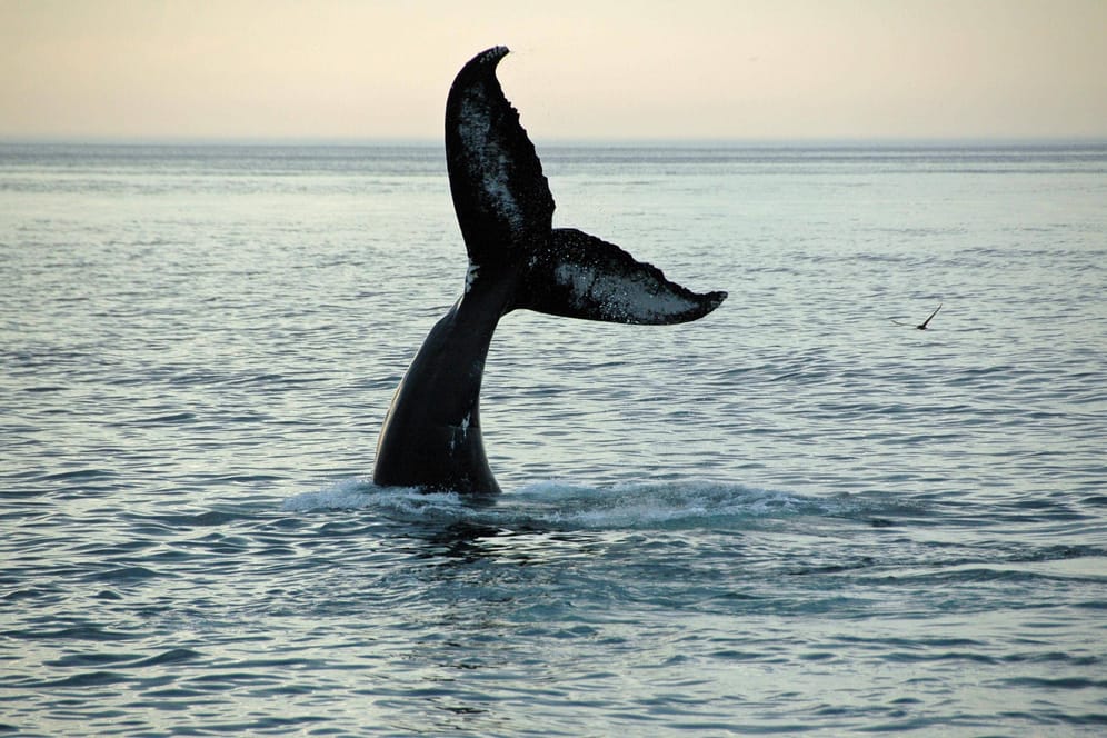 Ein Buckelwal auf Tauchgang: Neben den Meeressäugern leben geschätzt noch mehr als 2 Millionen weitere Tierarten in den Ozeanen.