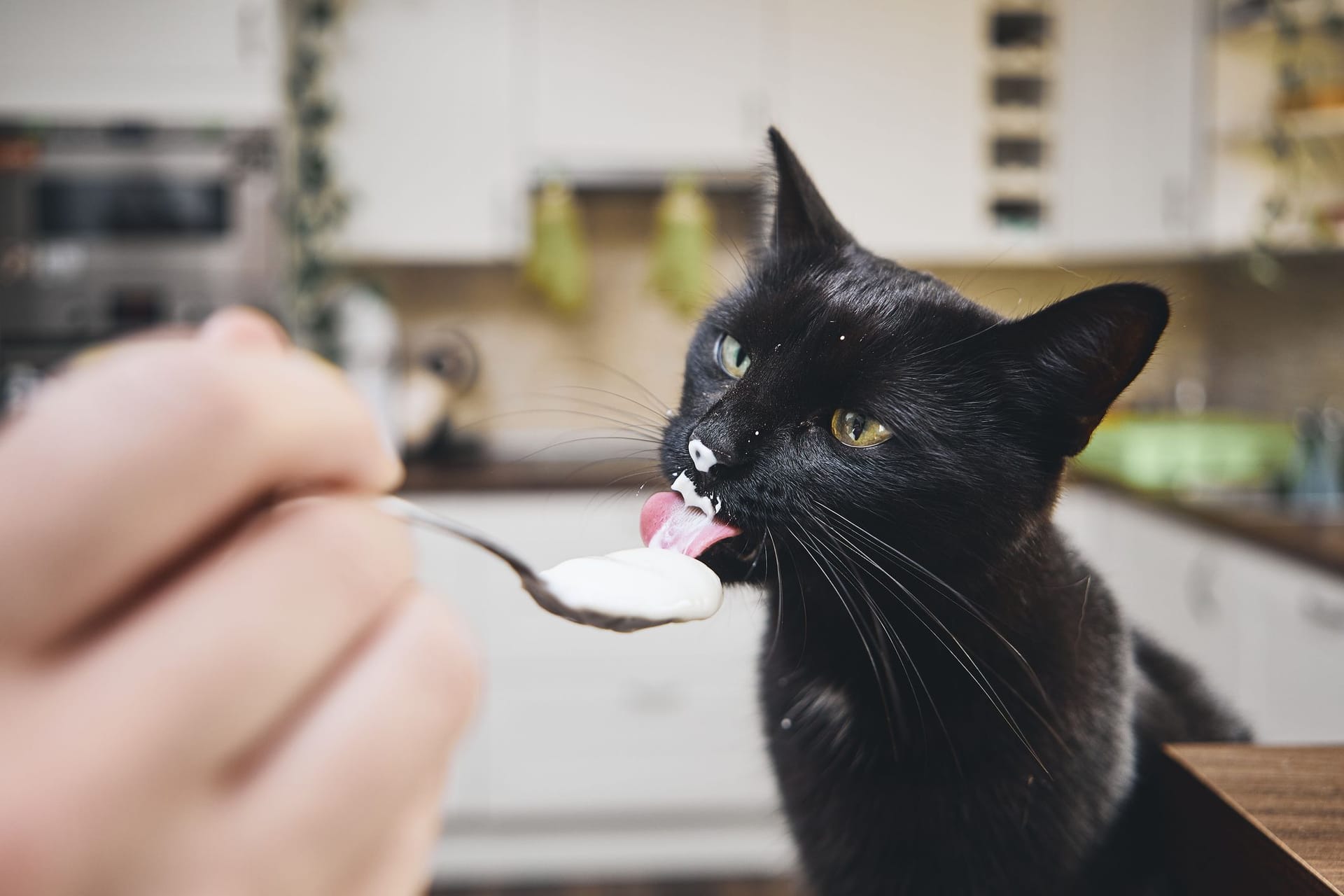 Viele Katzen sind laktoseintolerant: Beim Füttern von Joghurt ist daher Vorsicht geboten.