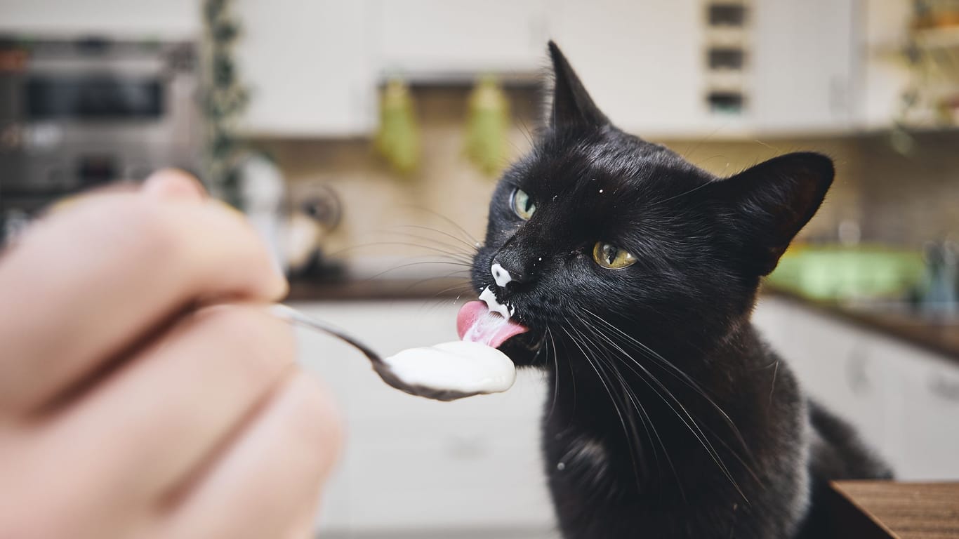 Viele Katzen sind laktoseintolerant: Beim Füttern von Joghurt ist daher Vorsicht geboten.