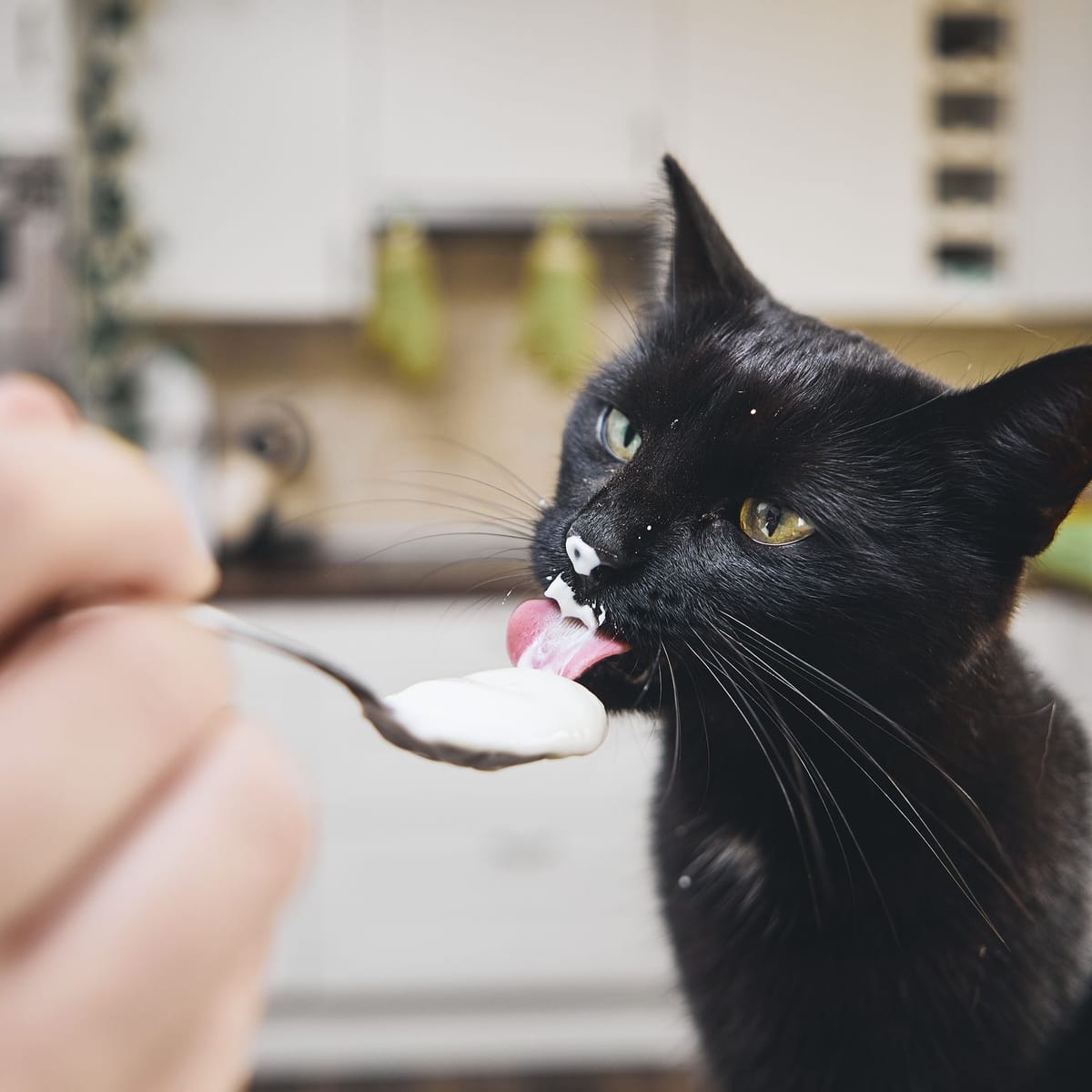 Dürfen Katzen Joghurt fressen?