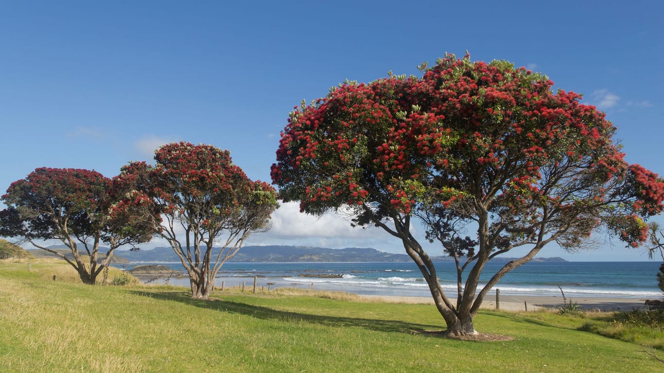 Pohutukawa Bäume: Die typischen neuseeländischen Bäume blühen im Sommer.