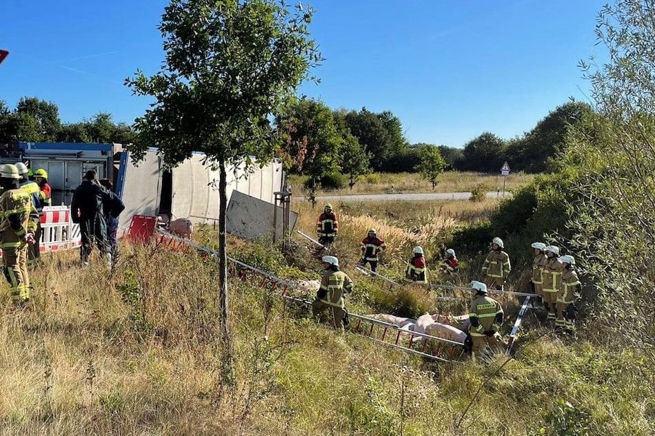 Einsatzkräfte der Feuerwehr versuchen, die Tiere einzufangen.