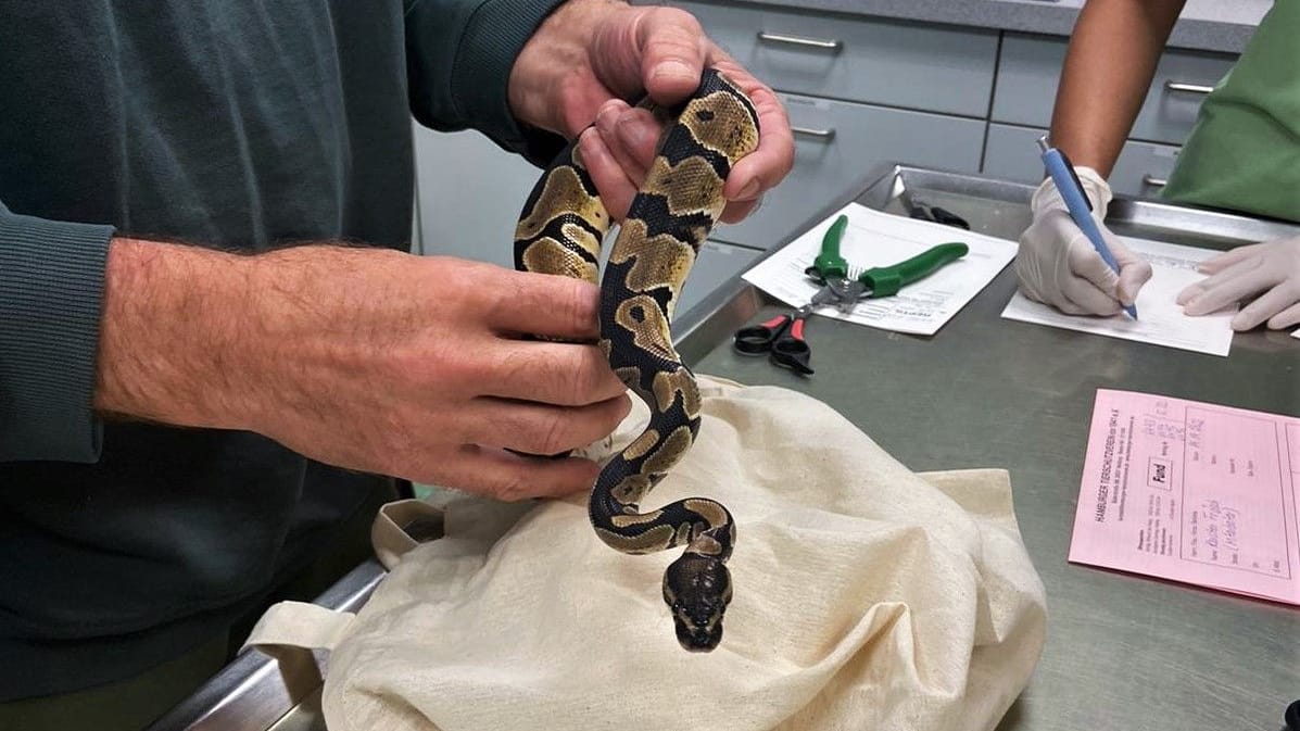 Mitarbeiter des Tierheims untersuchen eine Königspython: Vier dieser Tiere wurden ausgesetzt.