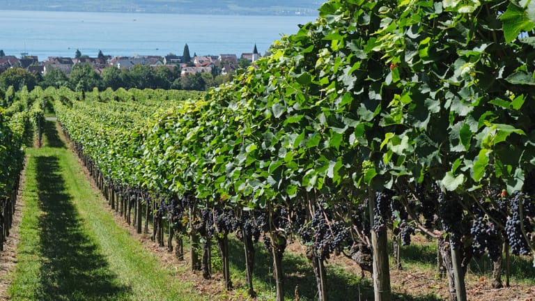 Traditionelle Ernte: In Hagnau können Besucher die feinen Tropfen nicht nur verkosten, sondern auch selbst bei der Weinlese aktiv werden.