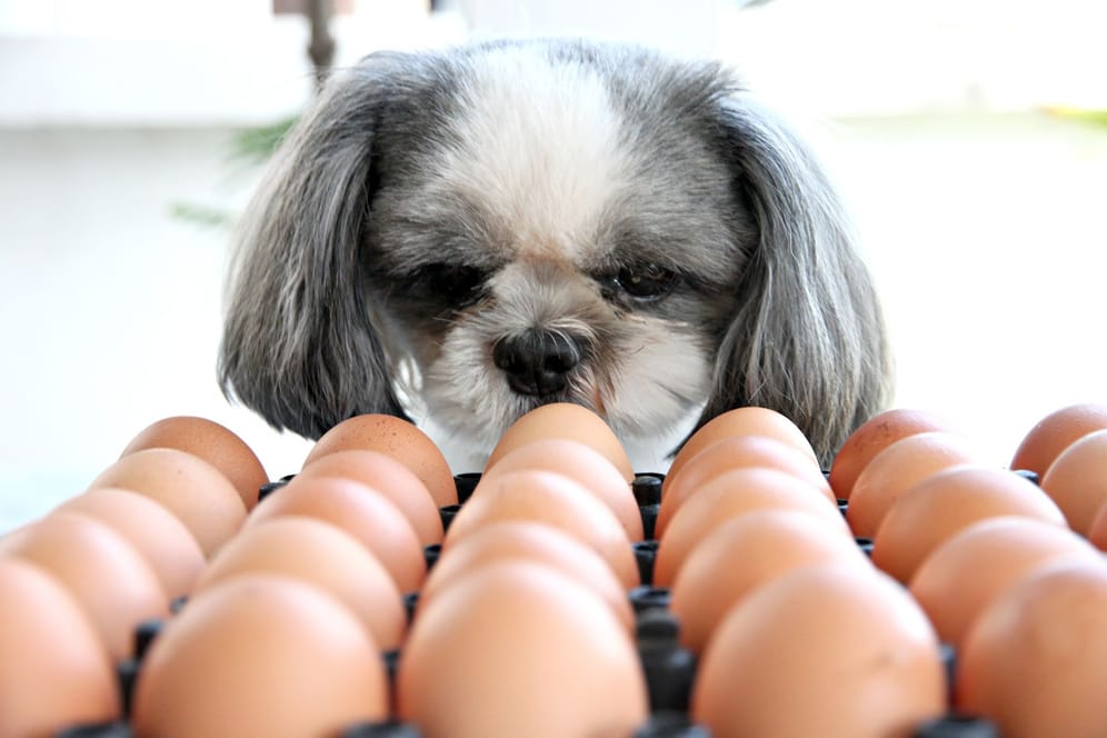 Eier: Nicht in jedem Zustand sind Eier etwas für Hunde.