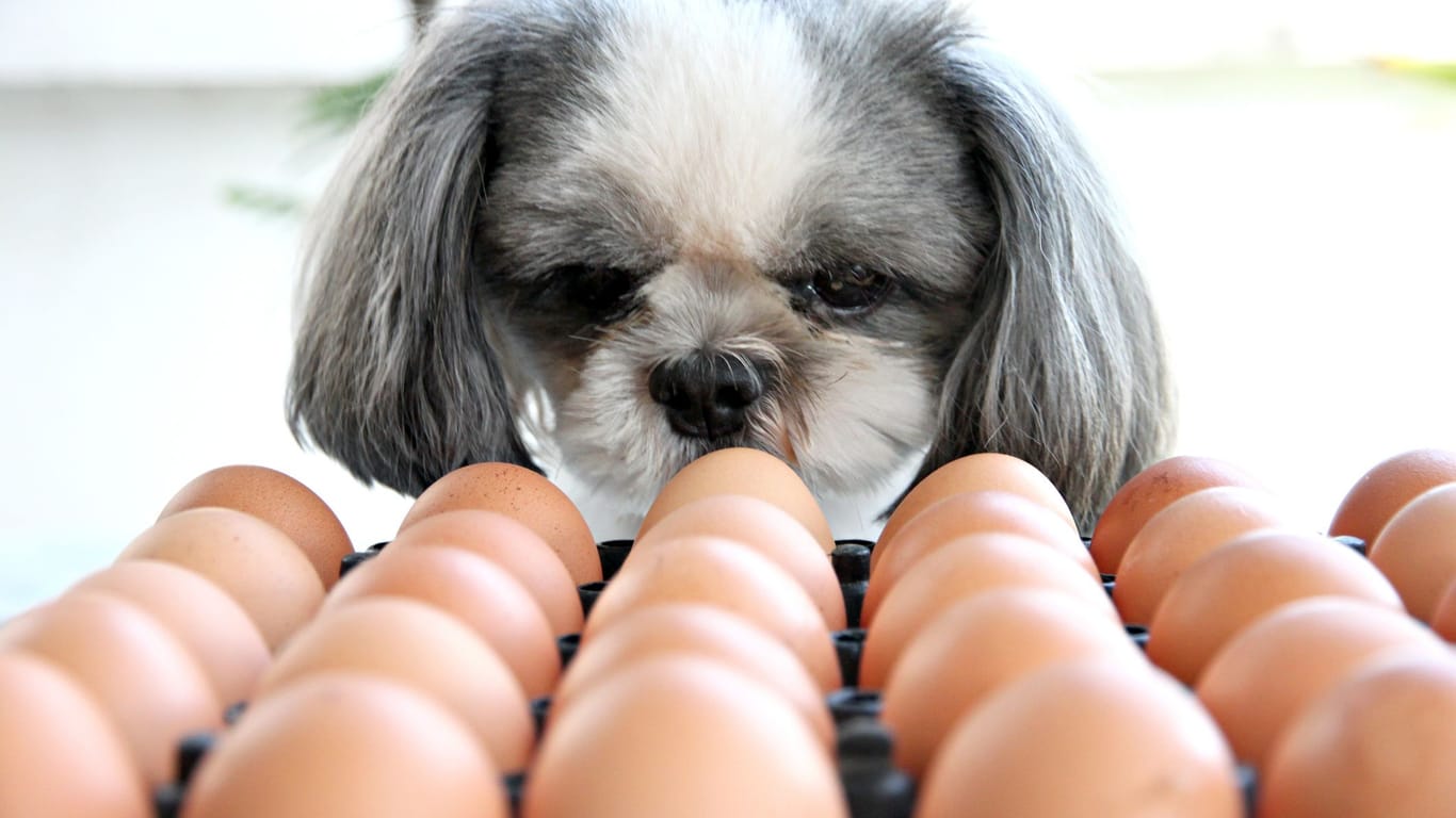 Eier: Nicht in jedem Zustand sind Eier etwas für Hunde.